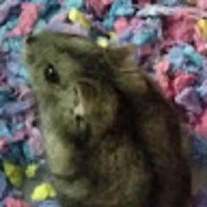 Meet your Posher, Ileana